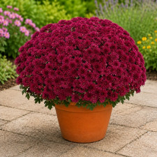 Хризантема горшечная Banquet Purple