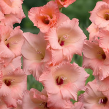 Гладіолус Georgia Peach