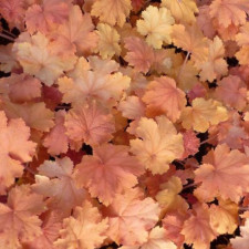 Гейхера гибридная Kassandra