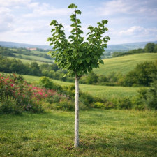 Фундук на штамбе Шедевр