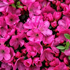 Азалия японская Анна Франк, Anne Frank