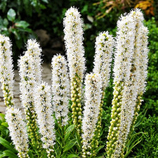 Лиатрис колосковый Floristan Weiss