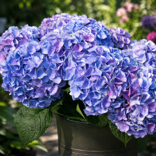 Гортензия крупнолистная Magical "Opal Blue"