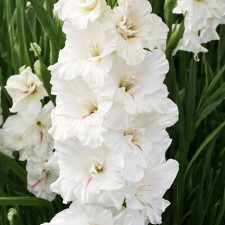 Гладіолус Decadent