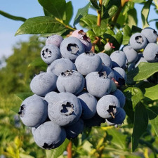 Голубика Делиция, средняя