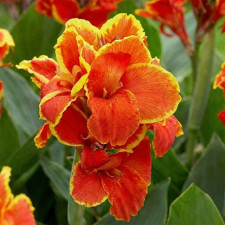 Канна Golden Flame