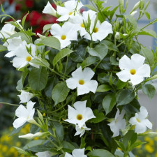 Дипладения Sundaville White Florensis
