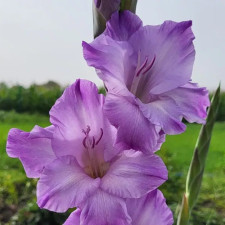 Гладіолус Milka