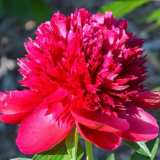 Пион травянистый Command Performance