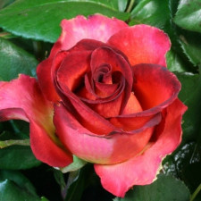 Роза чайно-гибридная Легенда