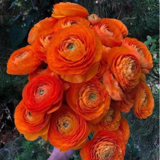 Лютик садовый Aviv Orange