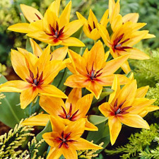 Тюльпан ботанічний Praestans Shogun