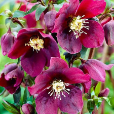 Морозник восточный Red Fuchsia