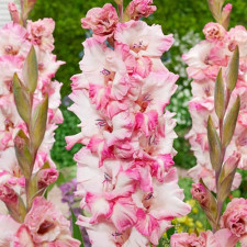 Гладиолус гофрированный Cherry Candy