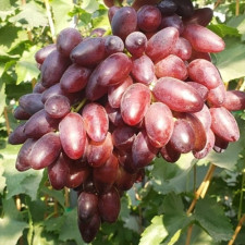 Виноград кишмиш Близнец