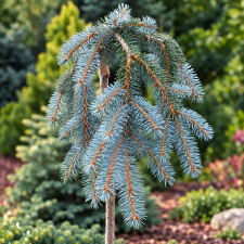 Ель колючая Глаука Пендула, Glauca Pendula привитая