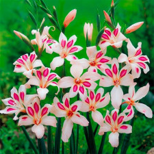 Гладиолус низкорослый Impressive