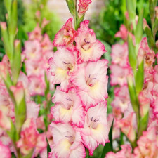 Гладиолус Priscilla