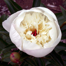 Пион травянистый Immaculee