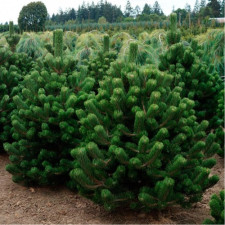 Сосна черная Орегон Грин, Oregon Green (привитая)