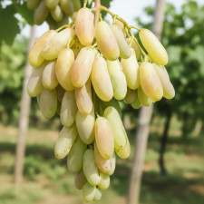 Виноград столовый Белая Леди