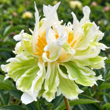 Пион Green Lotus 