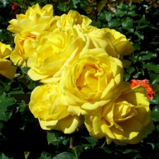 Роза плетистая Роял Голд