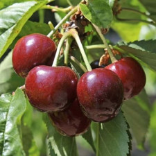 Черешня Ред Пасифик
