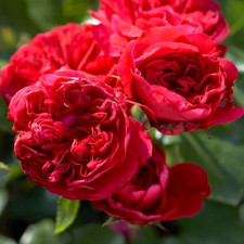 Роза флорибунда Ред Леонардо да Винчи