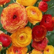 Лютик садовый Aviv Picotee Orange