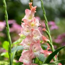 Гладіолус Careless