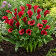Калла Majestic Red