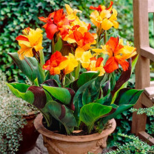 Канна пестролистная Cleopatra