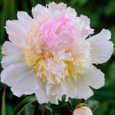 Пион травянистый Top Brass