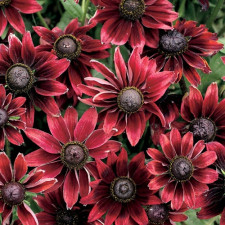 Рудбекия Cherry Brandy