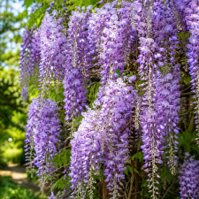 Глициния японская Royal Purple