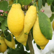 Лимон Лунаріо