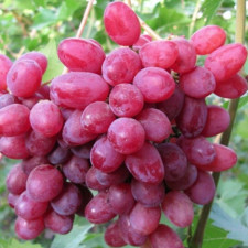 Виноград кишмиш Ассоль