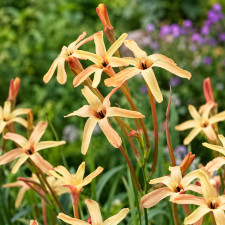 Иксия Paniculata Eos