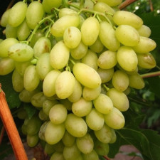Виноград кишмиш Бриз