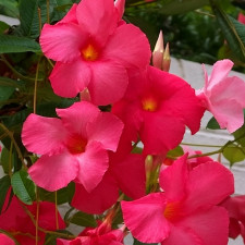 Дипладения  Mandevilla Agathe XXL Rose & Pink