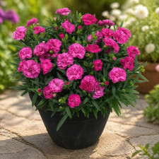 Гвоздика садова Sunflor Faganza