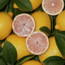 Гибрид лимон-апельсин Сангвинеум розовый