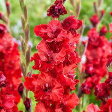 Гладиолус гофрированный Velvet Raspberry