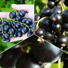 Набор ягодных “Чёрная Классика 3-в-1”