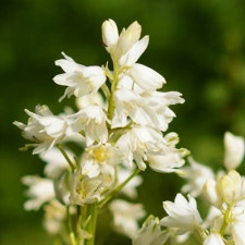Гіацинтоїдес Hispanica White