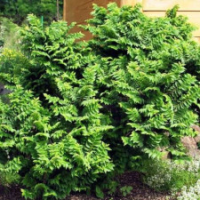 Вяз Жаклин Хиллиер