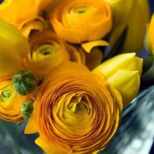 Лютик садовый Aviv Gold