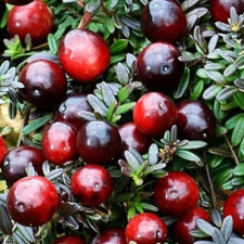 Клюква садовая Блэк Вейл