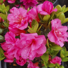 Азалия японская Рококо, Rokoko